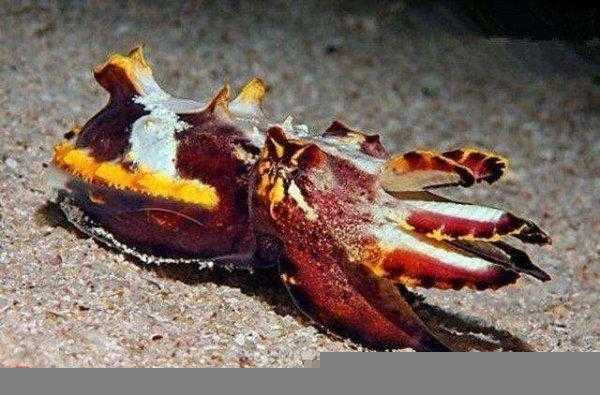 火焰乌贼有毒吗