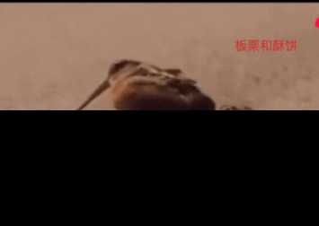 几维鸟灭绝了吗还剩多少只