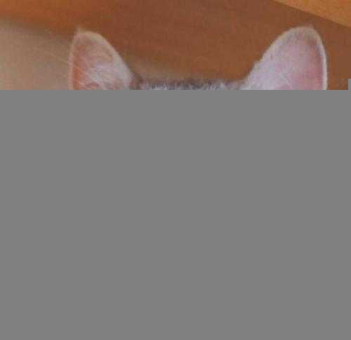 几维鸟灭绝了吗还剩多少只