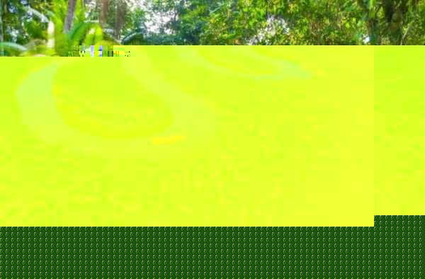 热带雨林有什么猛兽危险