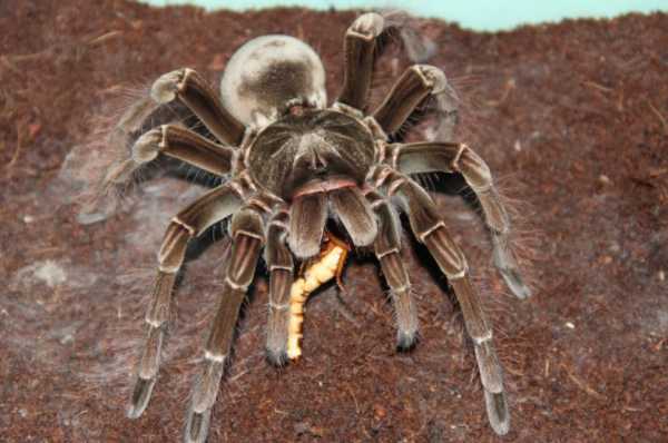 最恐怖的美人鱼长什么样子