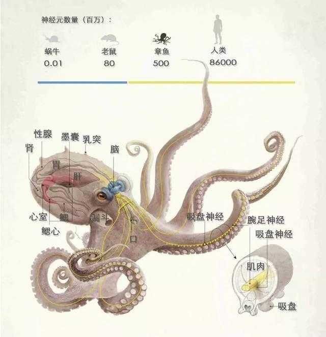 章鱼的基因不属于地球生物