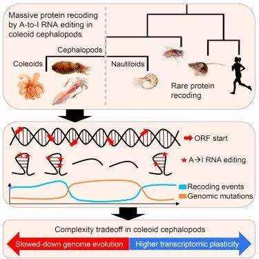 章鱼的基因不属于地球生物