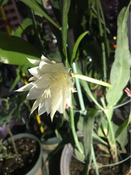 为什么植物开花的时间不同呢