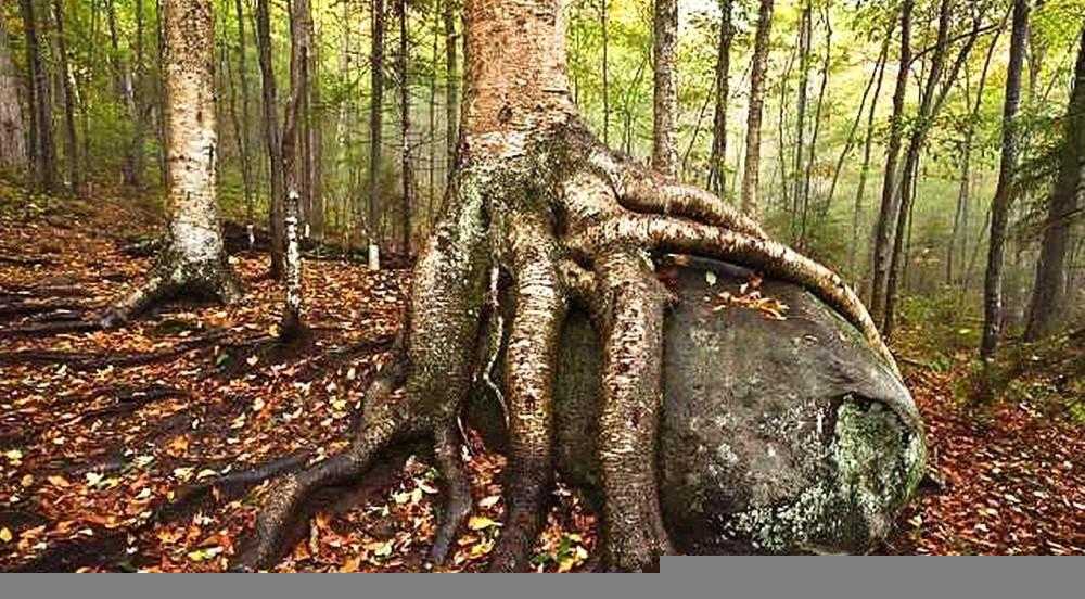 什么木头最硬最结实最重又便宜