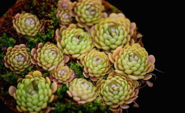 蚊子怕什么花草植物