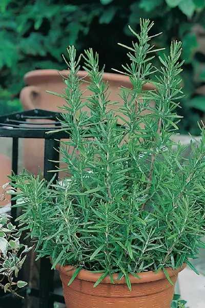 蚊子怕什么花草植物