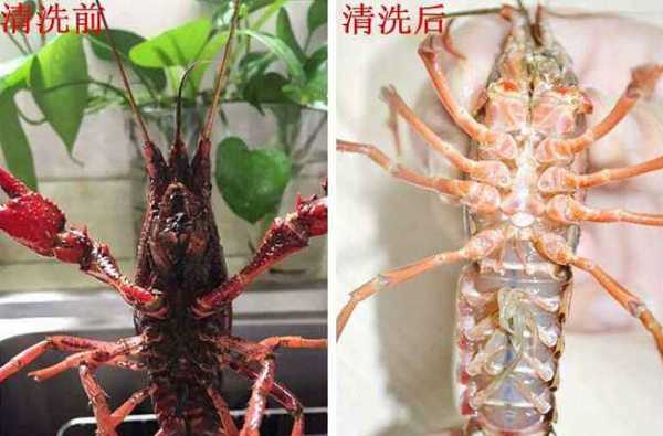 清理小龙虾的方法步骤图解
