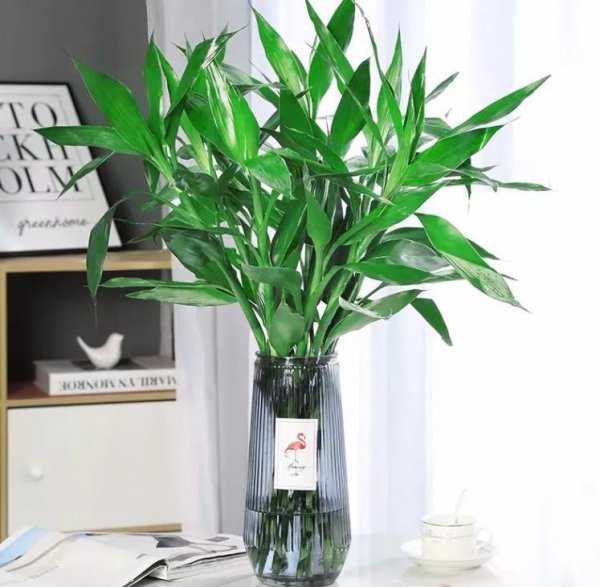 房间里放什么植物最好