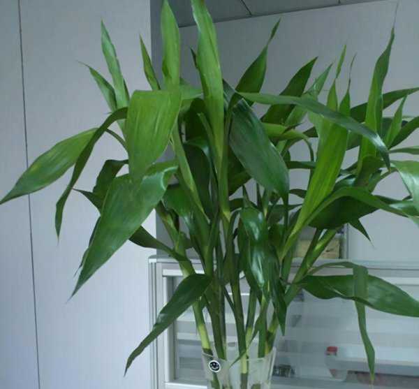 房间里放什么植物最好