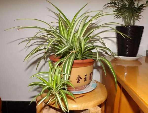 房间里放什么植物最好