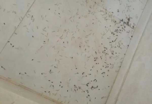 白蚁怎么来到家里的