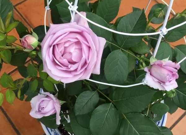 空蒙和蓝色风暴月季花对比哪一款好看又好养