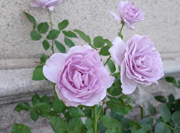 空蒙和蓝色风暴月季花对比哪一款好看又好养