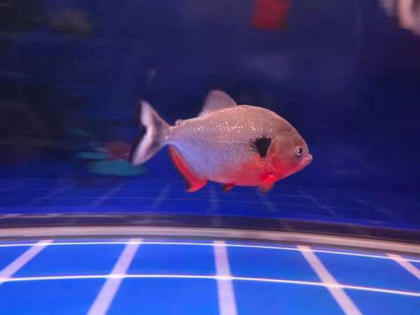 为什么不建议养地图鱼