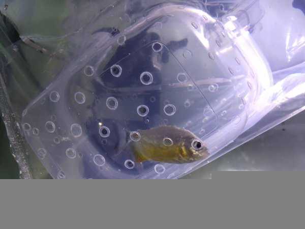 为什么不建议养地图鱼