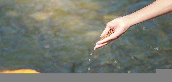 观赏鱼食过期了还能喂鱼吗