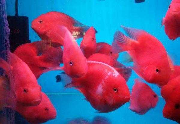 观赏鱼食过期了还能喂鱼吗