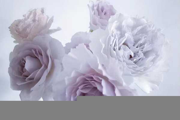 月季花蜻蜓的特点介绍