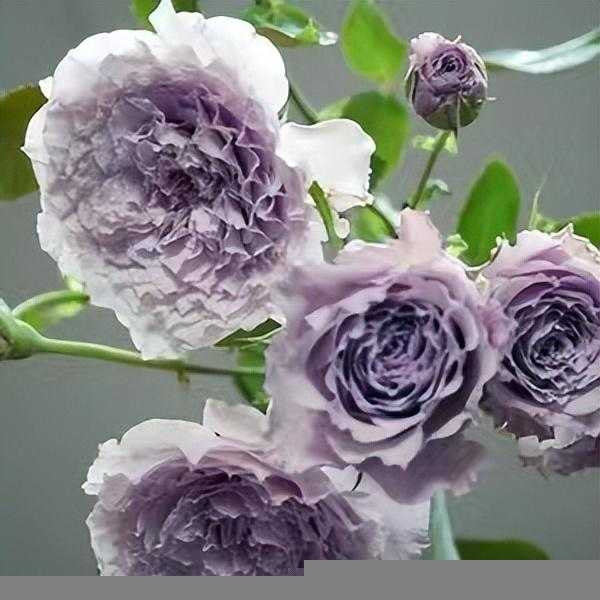 月季花蜻蜓的特点介绍