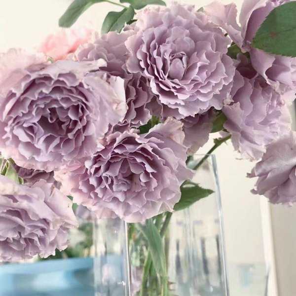 月季花蜻蜓的特点介绍