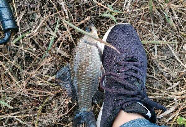 路亚竿能钓鲫鱼草鱼鲤鱼吗