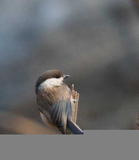 世界最小的鸟是什么