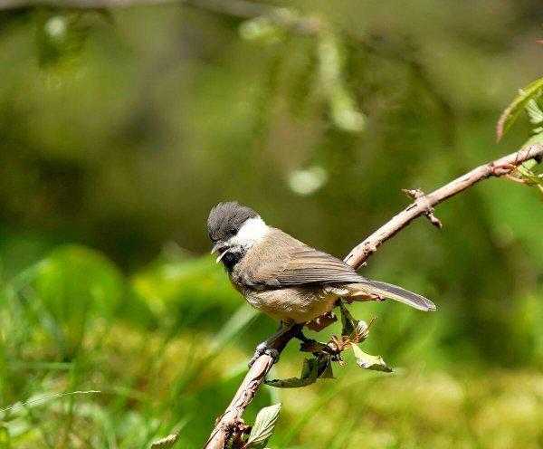 世界最小的鸟是什么