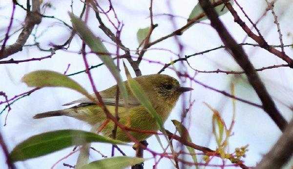 世界最小的鸟是什么