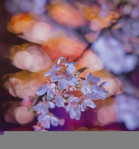 世界三大赏樱胜地是哪几个