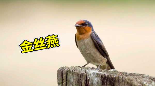 燕窝是什么做的