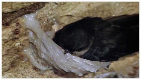 燕窝是什么做的