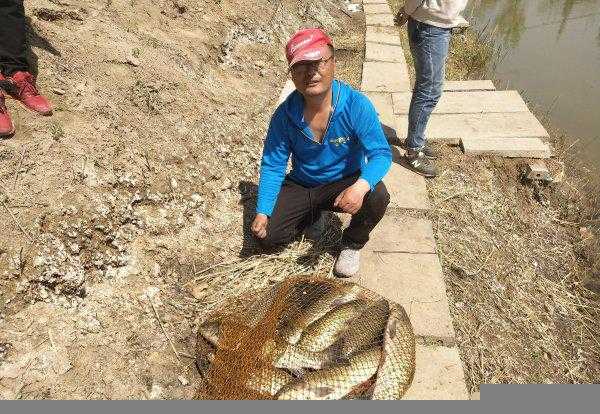 玉米钓鱼能钓什么鱼