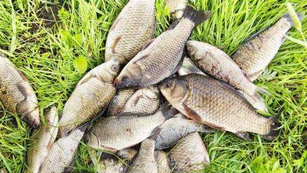 玉米钓鱼能钓什么鱼