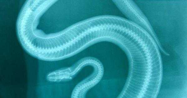 蛇是恒温动物吗