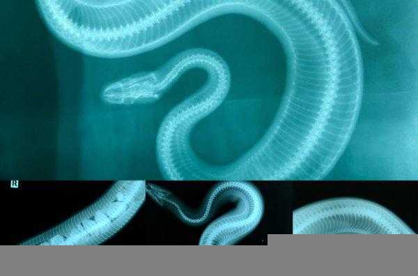 蛇是恒温动物吗