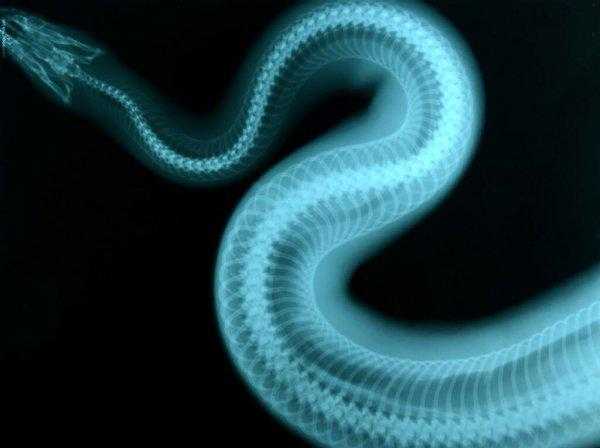 蛇是恒温动物吗