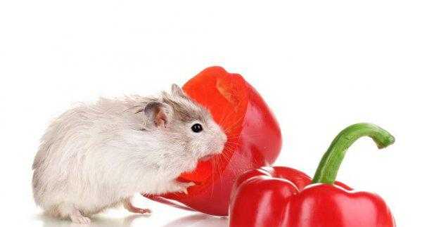 仓鼠为什么咬人的手指