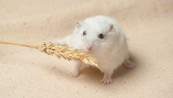 仓鼠为什么咬人的手指