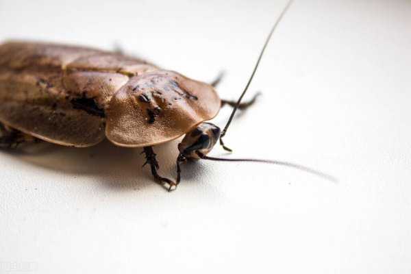 蟑螂爬到身上会怎么样