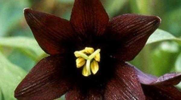 中国八大剧毒植物排名