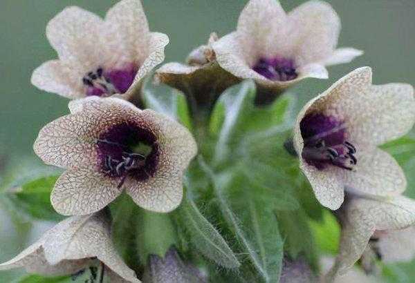 中国八大剧毒植物排名