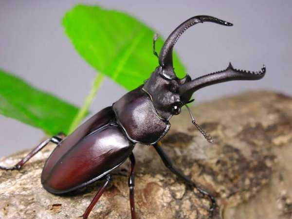 锹甲虫吃什么食物