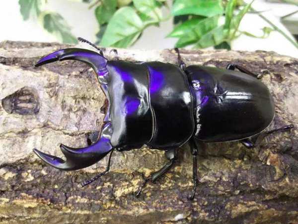 锹甲虫吃什么食物