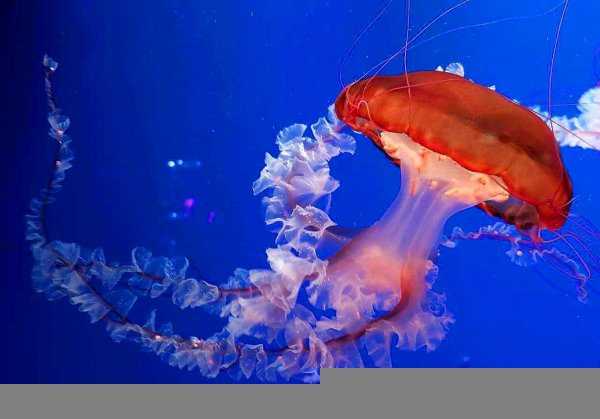 海蜇和水母的区别有什么