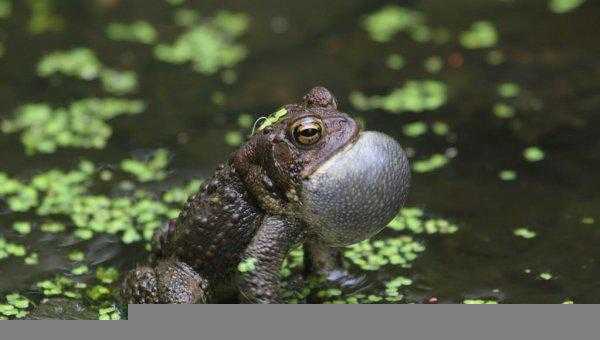 为什么蟾蜍是五毒之首