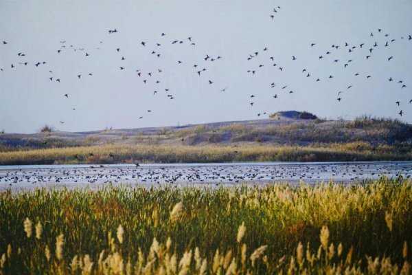 三江平原湿地在哪个省份