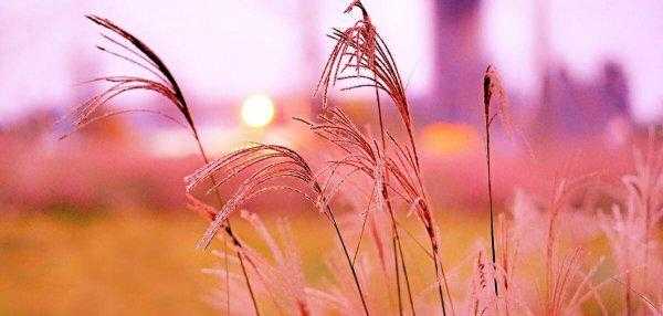 荻花秋瑟瑟的荻花是什么花