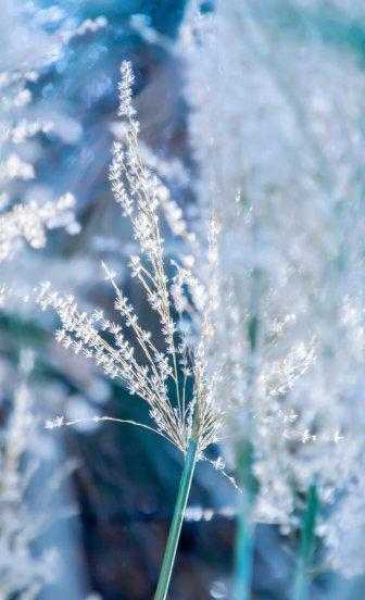 荻花秋瑟瑟的荻花是什么花