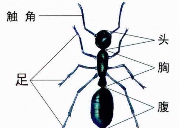 蚂蚁的特点和生活特征和外形